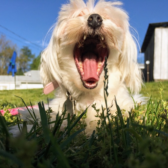 Time to gather some blues!! - Picture 5 of 7